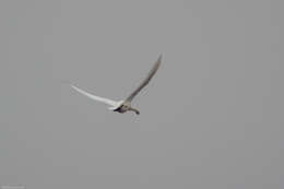 Image de Cygne de Bewick