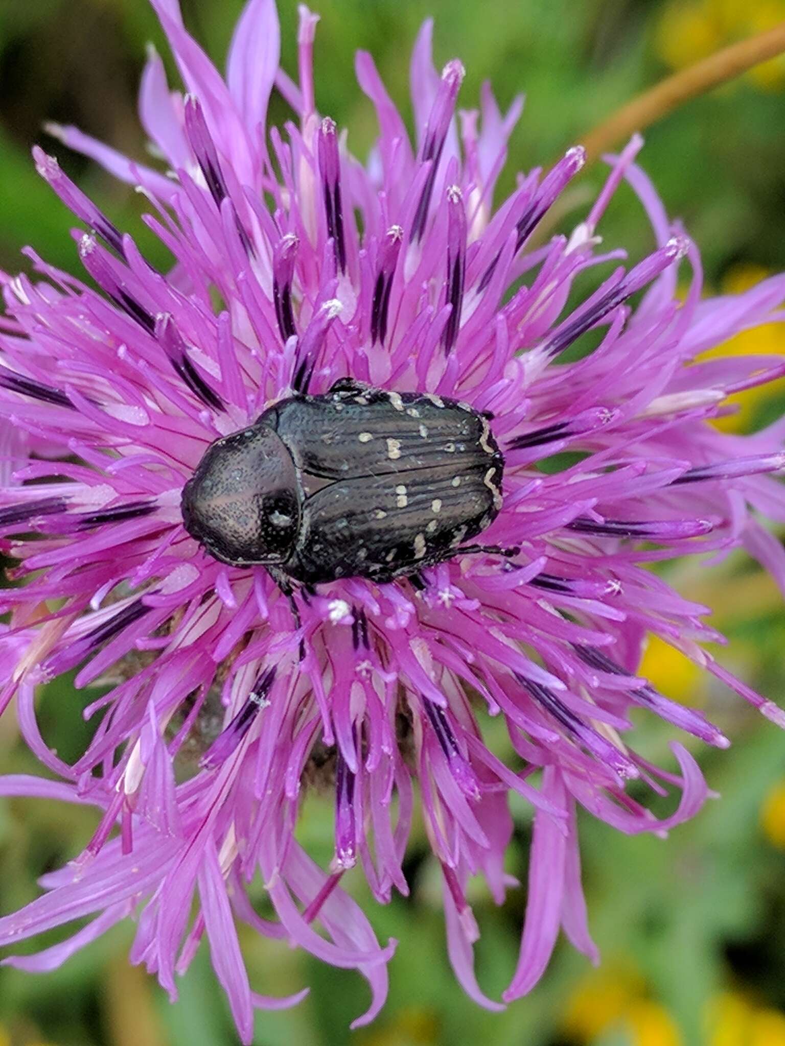 Image of Oxythyrea funesta (Poda 1761)