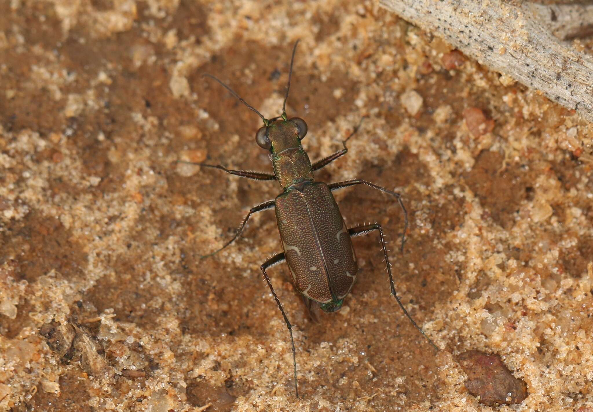 Image of Myriochila (Myriochila) undulata (Dejean 1825)