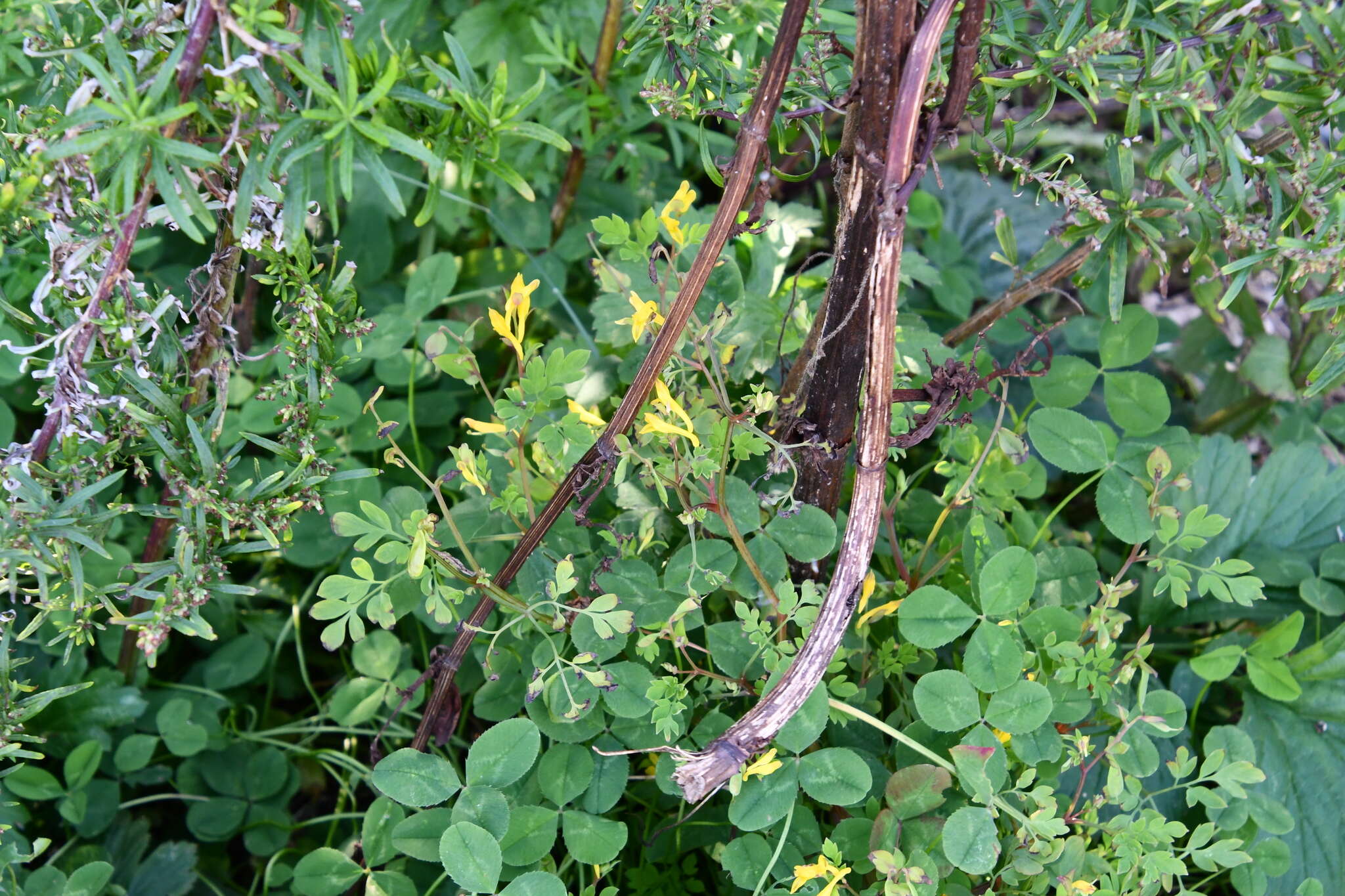 Image of Corydalis ochotensis Turcz.