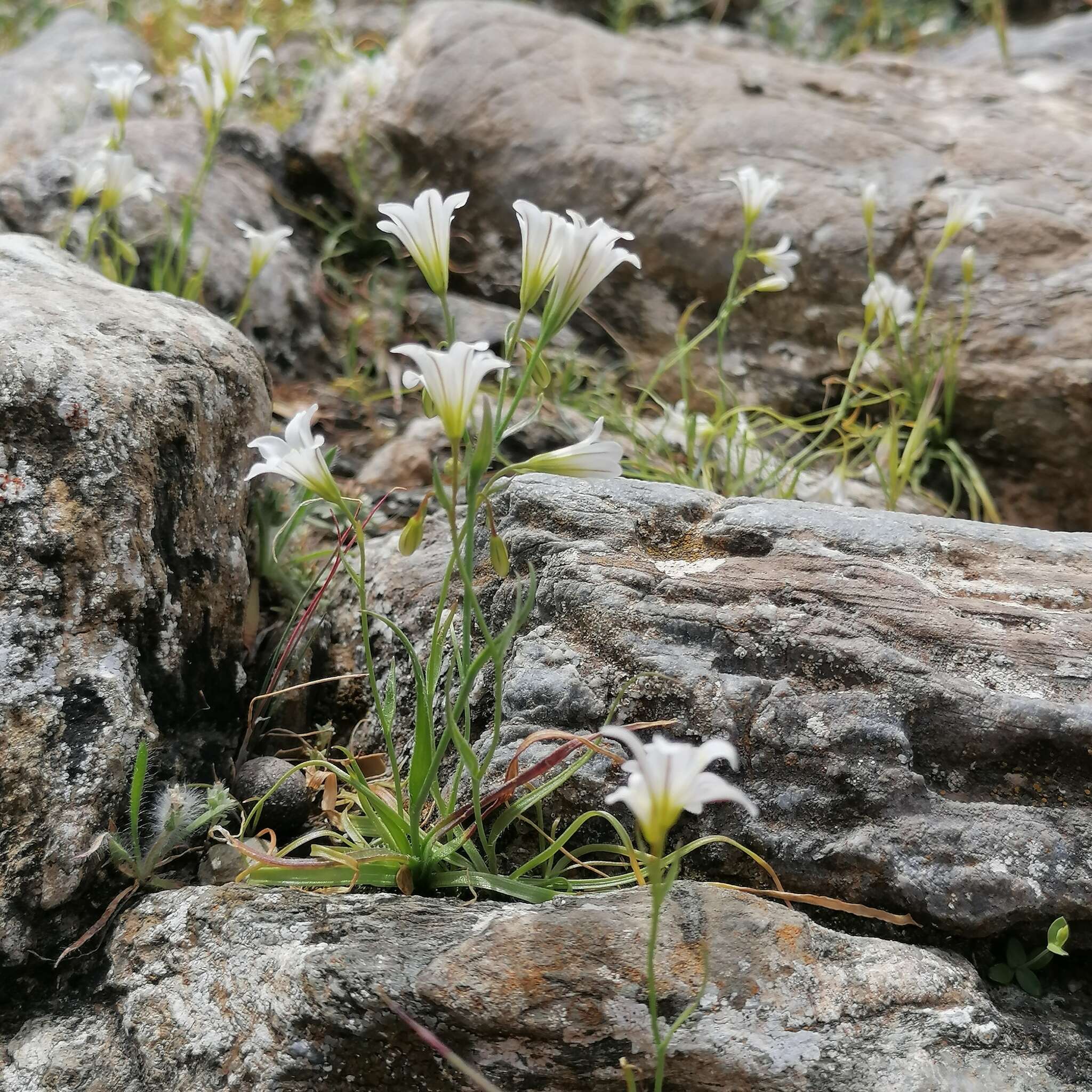 Sivun Gagea graeca (L.) Irmisch kuva