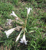 Image de Crinum lugardiae N. E. Br.