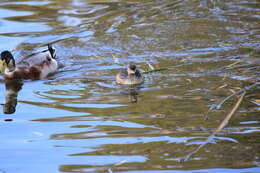 Image of Australasian Grebe