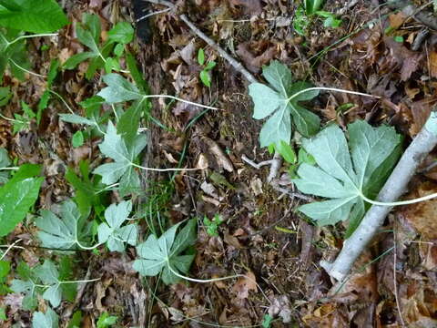 Image of mayapple