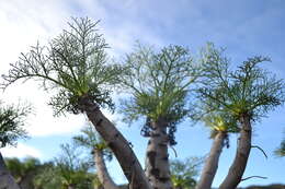 Image de Coreopsis gigantea (Kellogg) Hall