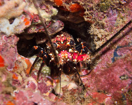 Image of Banded Spiny Lobster