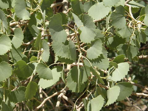 Image of Euphrates Poplar