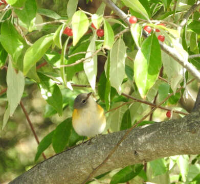 Image of American Redstart