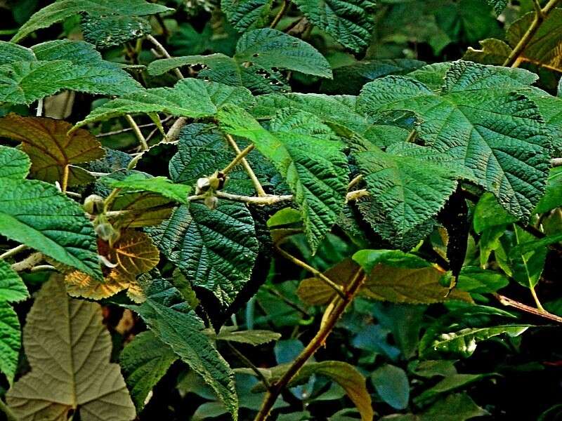 Image of Rubus moluccanus var. trilobus A. R. Bean