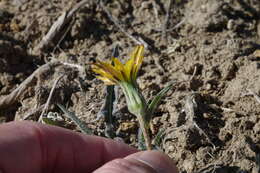 صورة Agoseris parviflora (Nutt.) D. Dietr.