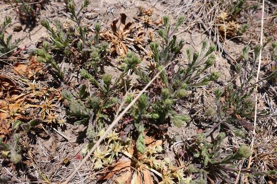 Image of grassland tarweed