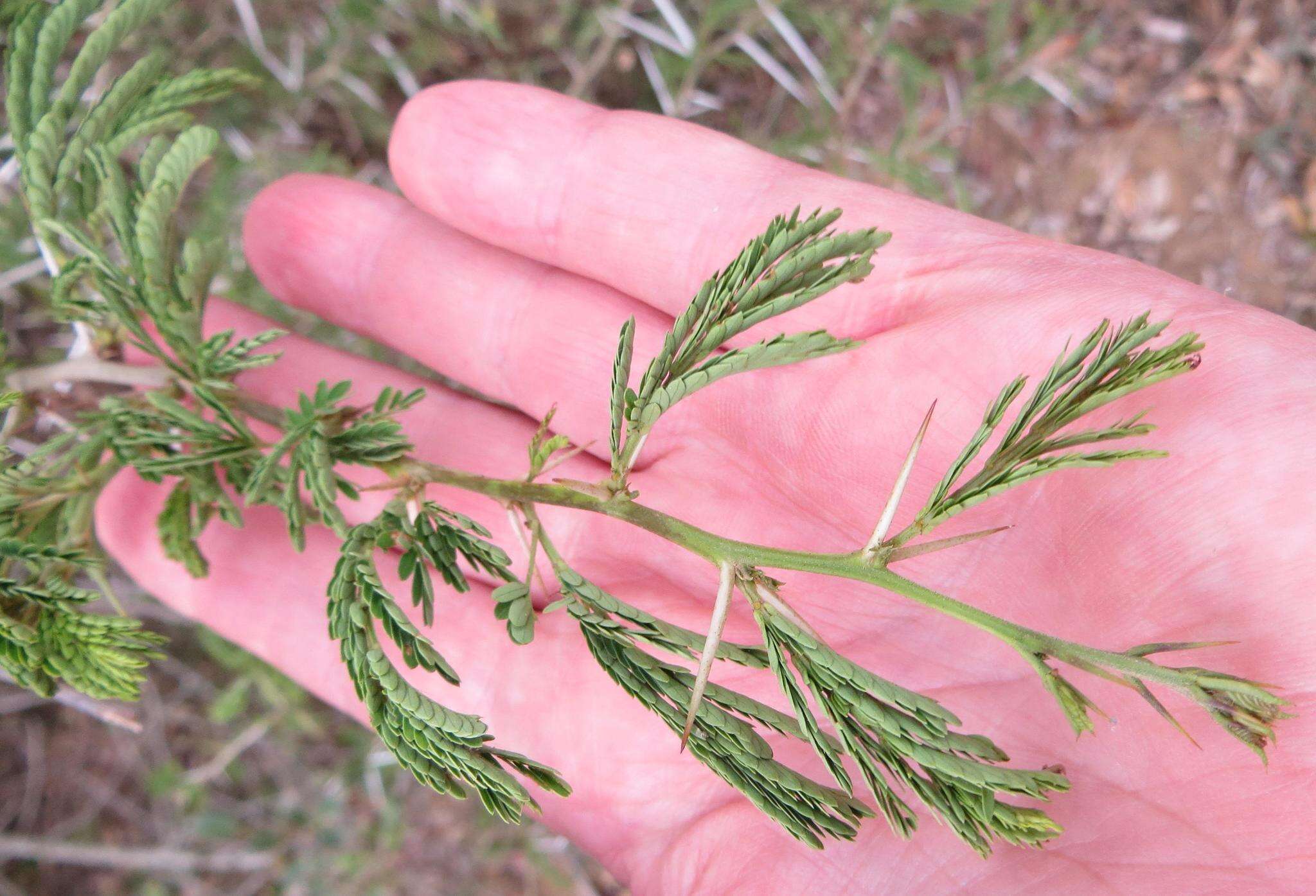 Sivun Vachellia kosiensis (P. P. Sw. ex Coates Palgr.) Kyal. & Boatwr. kuva