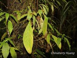 Image of Rhynchotechum discolor (Maxim.) B. L. Burtt