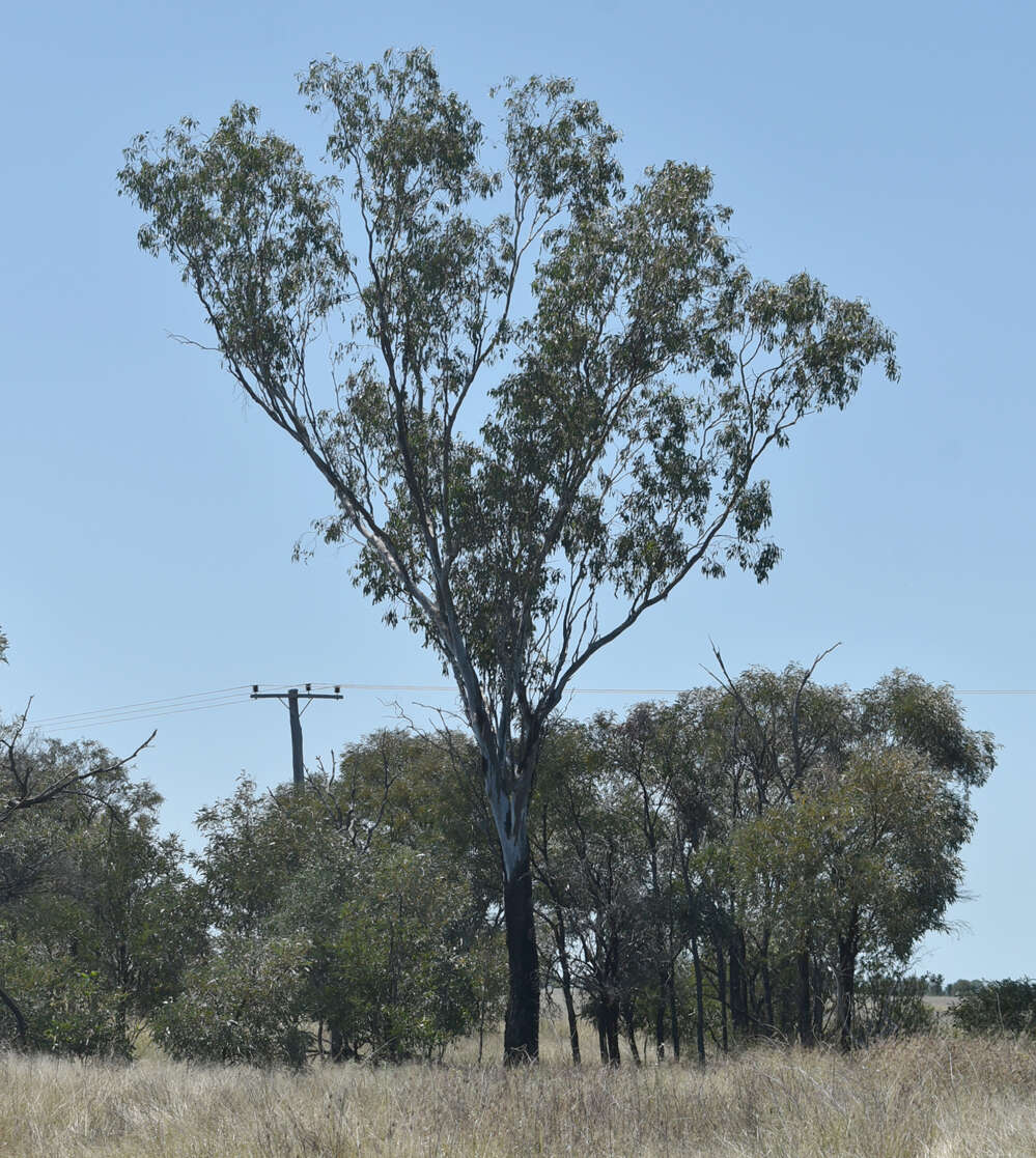 Image of Eucalyptus cambageana Maiden