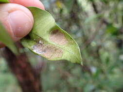 Image de Eriophyes parsonsiae