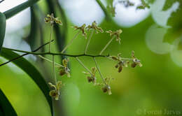 Image of Vanda lamellata Lindl.