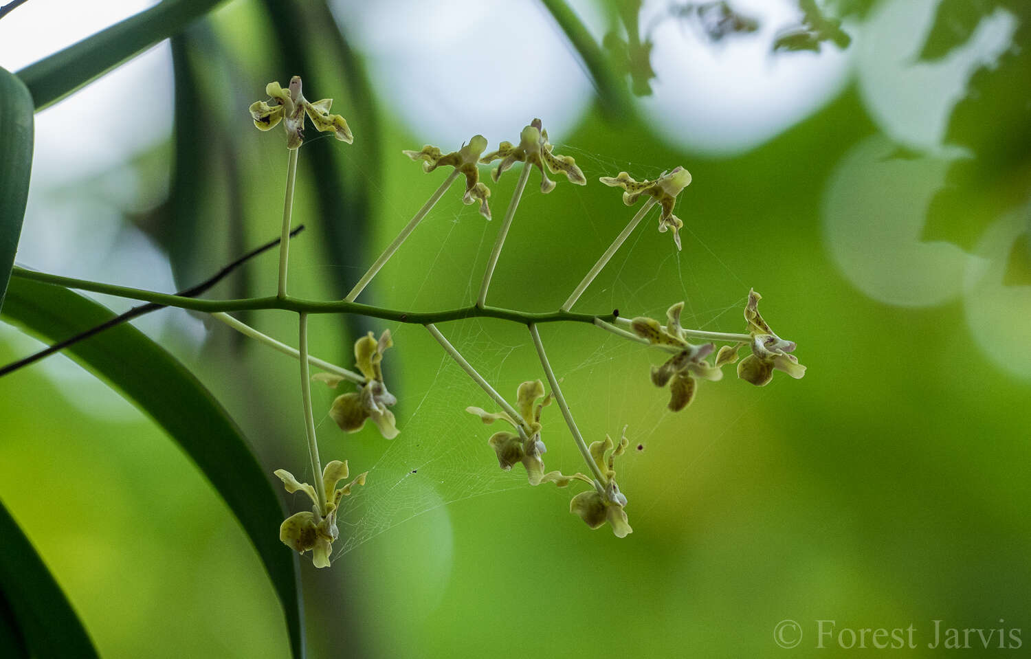 Image of Vanda lamellata Lindl.