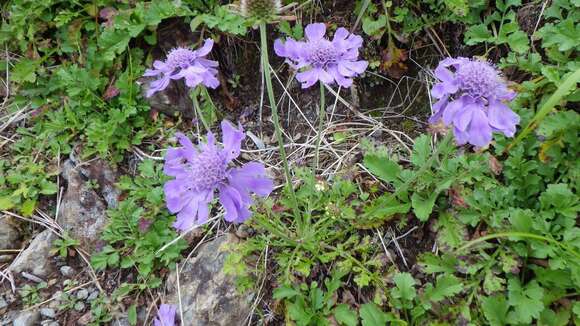 Image of Lomelosia japonica (Miq.)