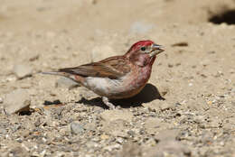 Image of Cassin's Finch