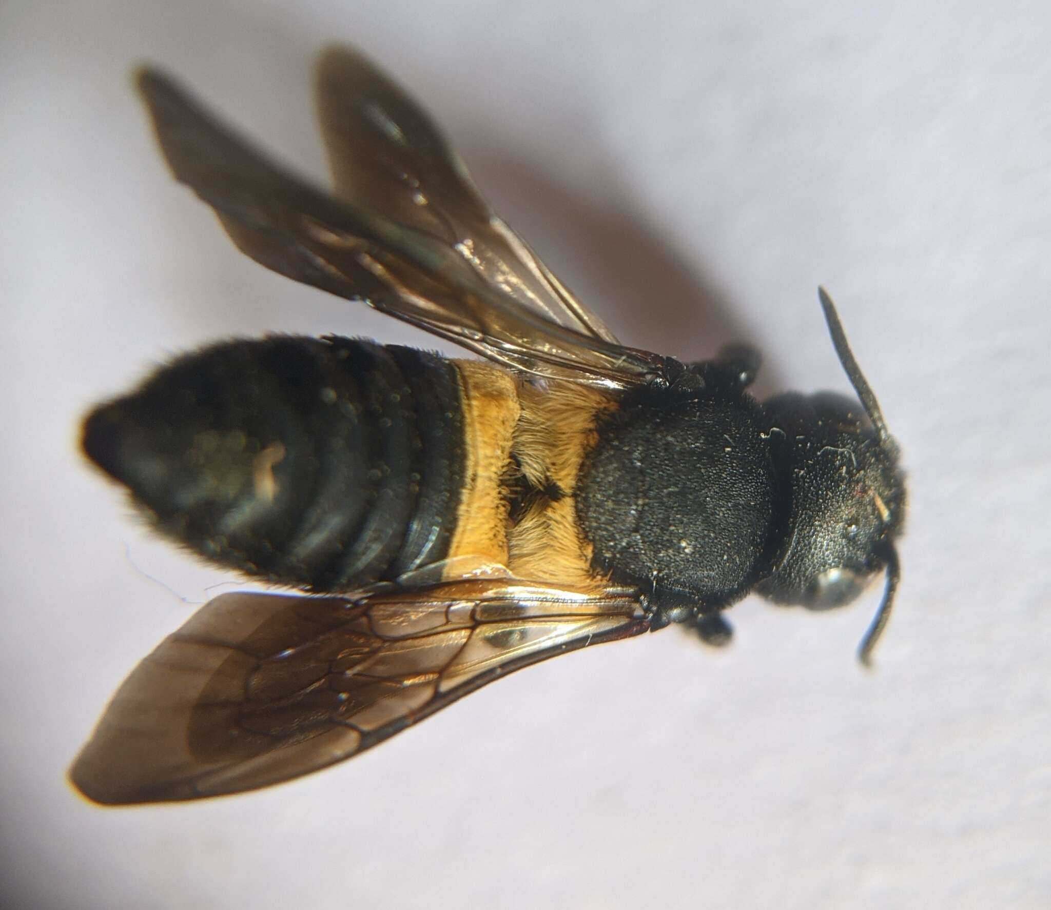 Image of Megachile disjuncta (Fabricius 1781)