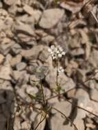 Image of Sobolewskia sibirica (Willd.) P. W. Ball