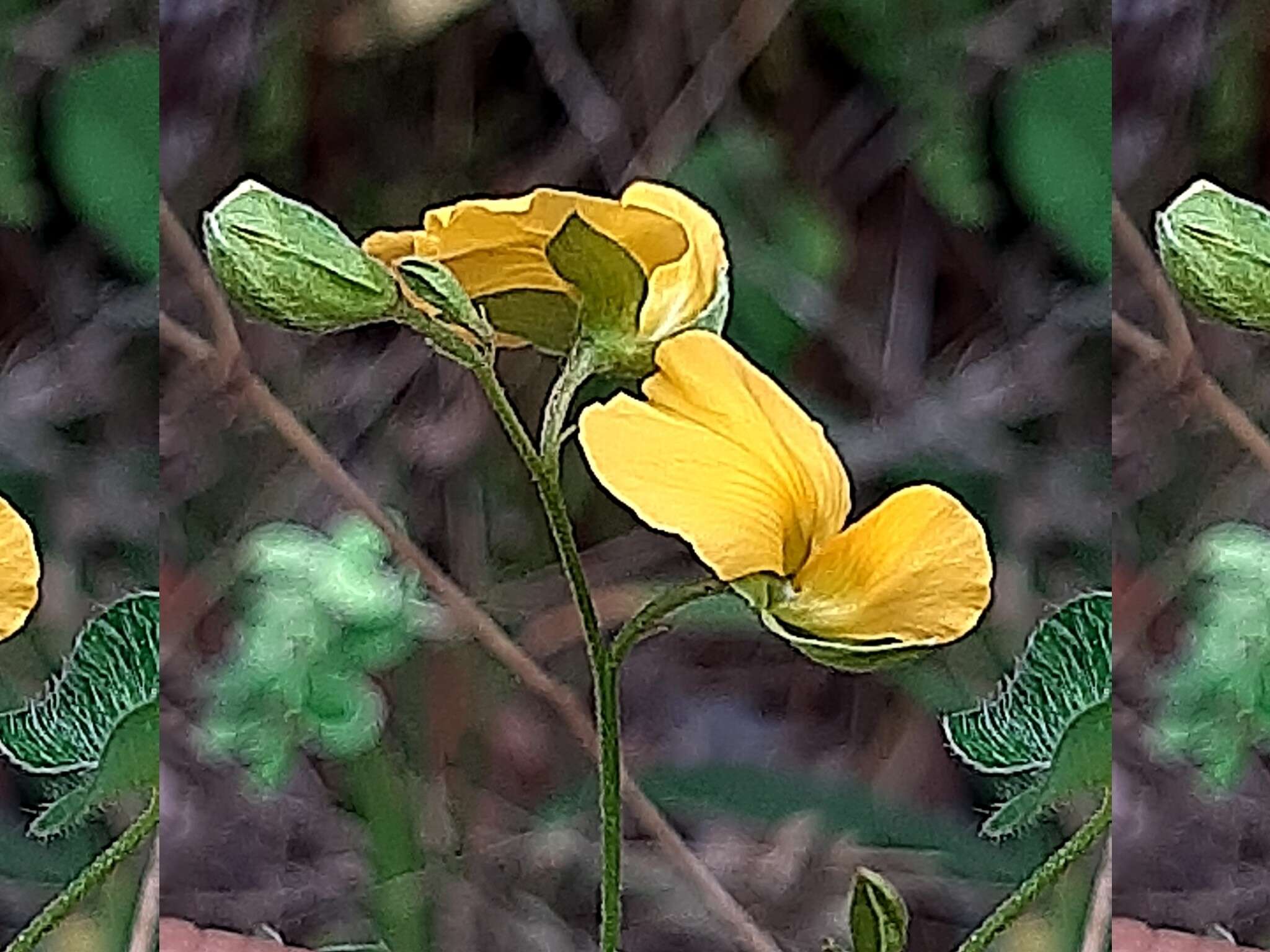 Слика од Argyrolobium tomentosum (Andrews) Druce