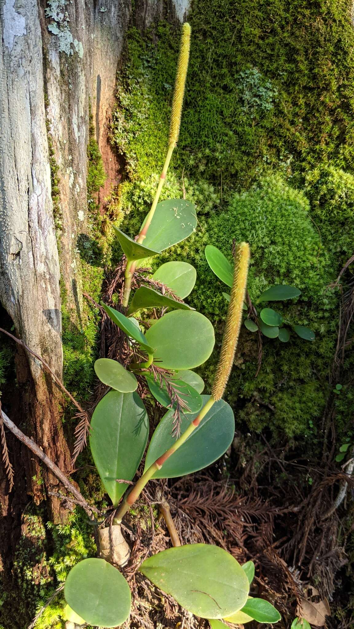 Peperomia obtusifolia (L.) A. Dietr. resmi