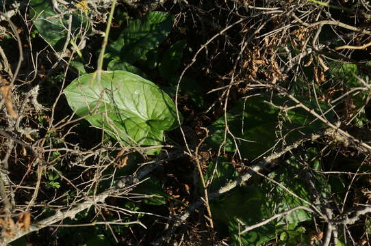 Image of Arum elongatum Steven