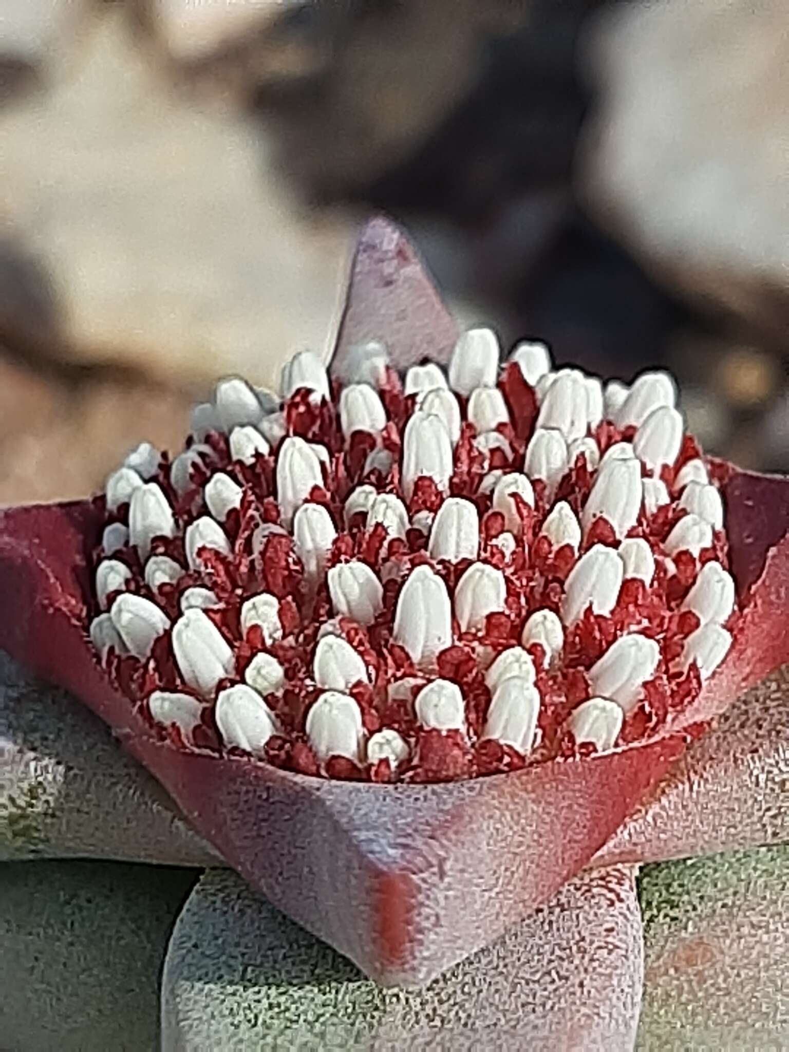 Image of Crassula congesta N. E. Br.