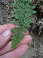 Image of Cooper's lipfern