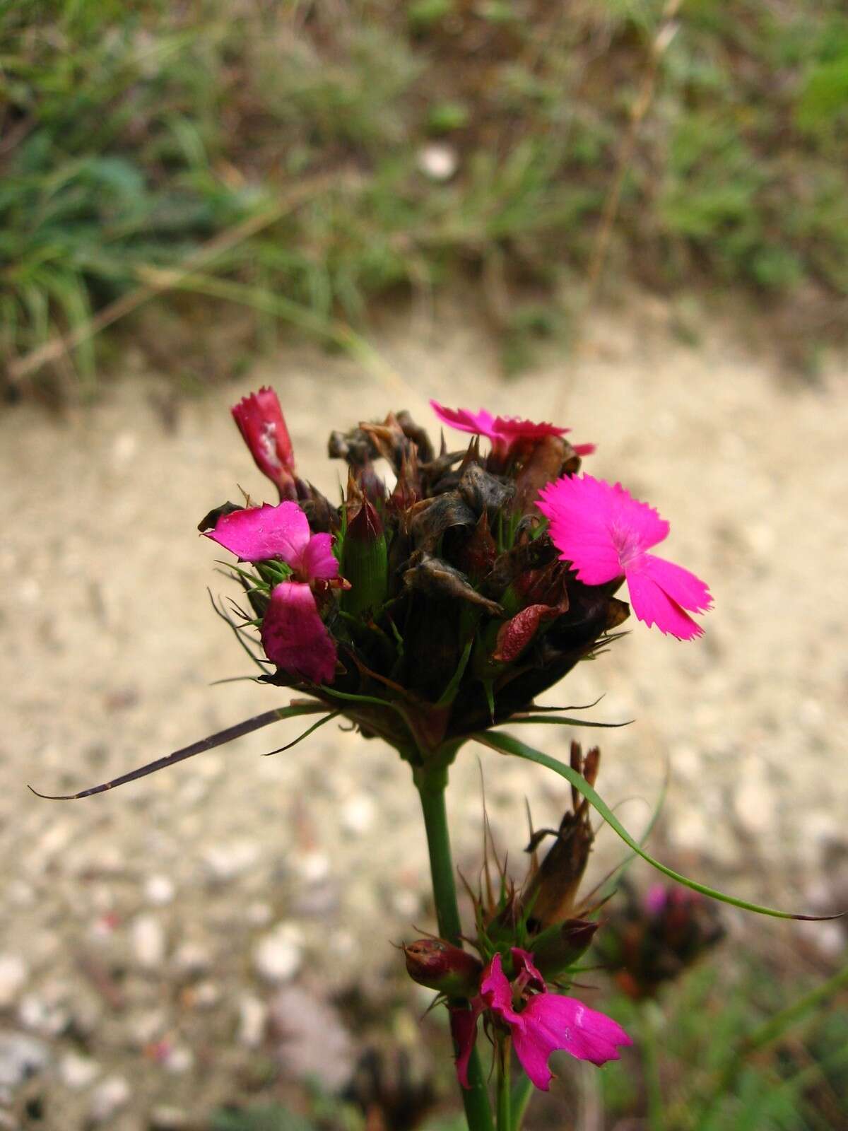 Image de Dianthus balbisii Ser.