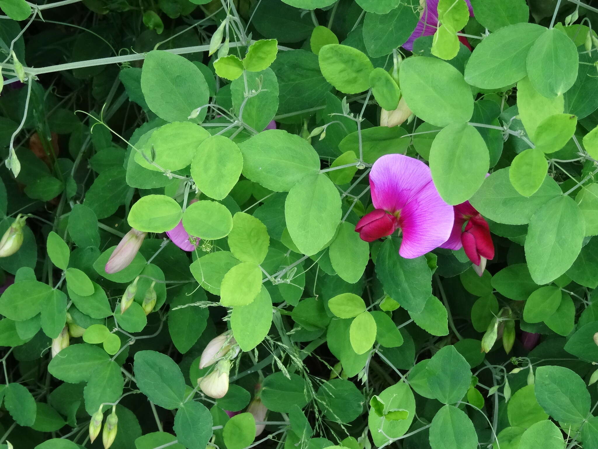 Image of Everlasting-Pea