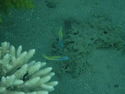 Image of Blackline Fangblenny