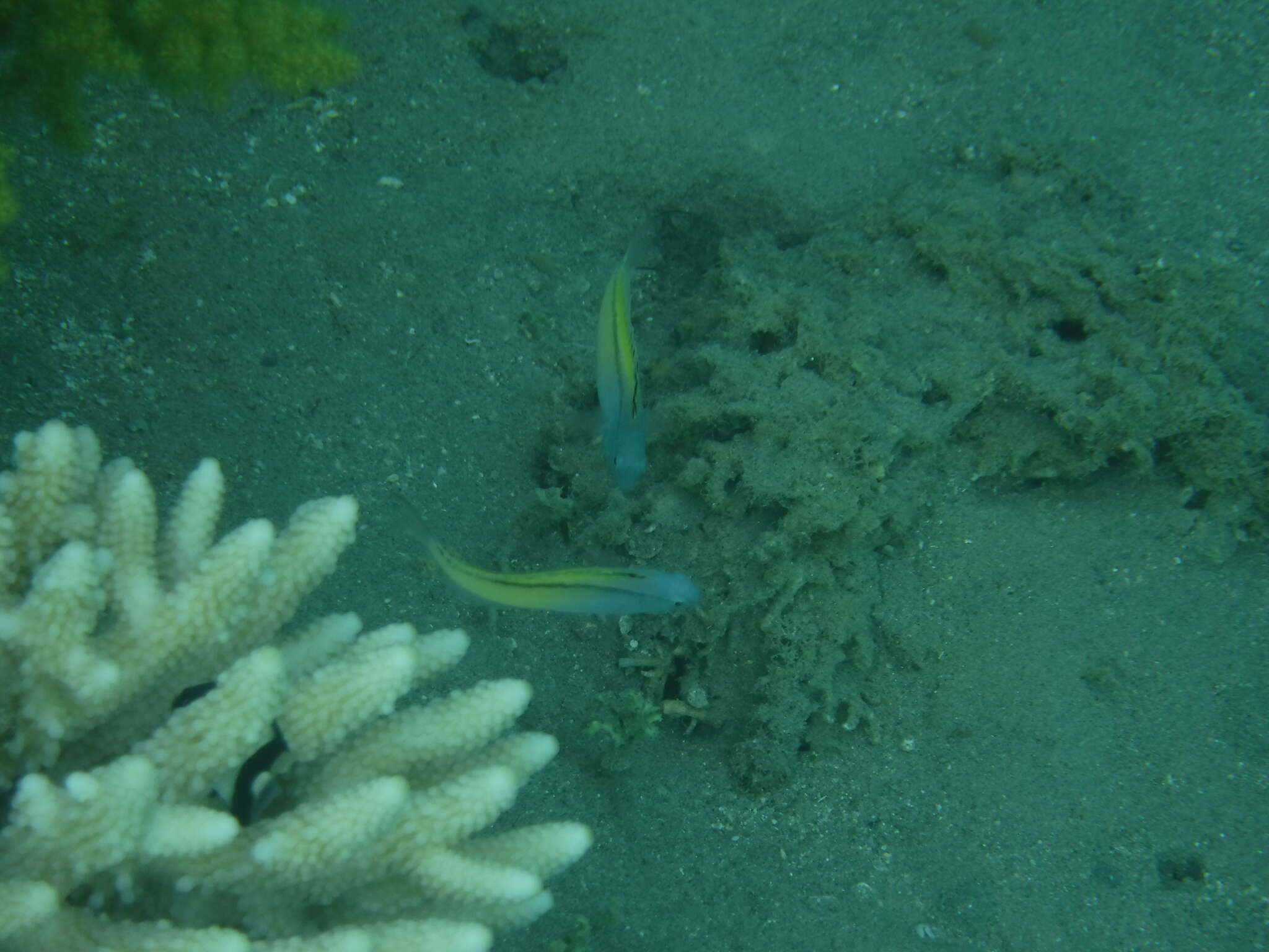 Image of Blackline Fangblenny