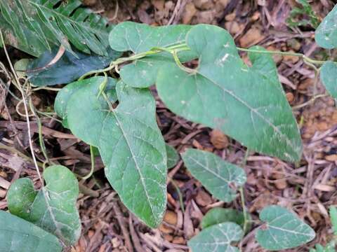 Image of Aristolochia shimadae Hayata