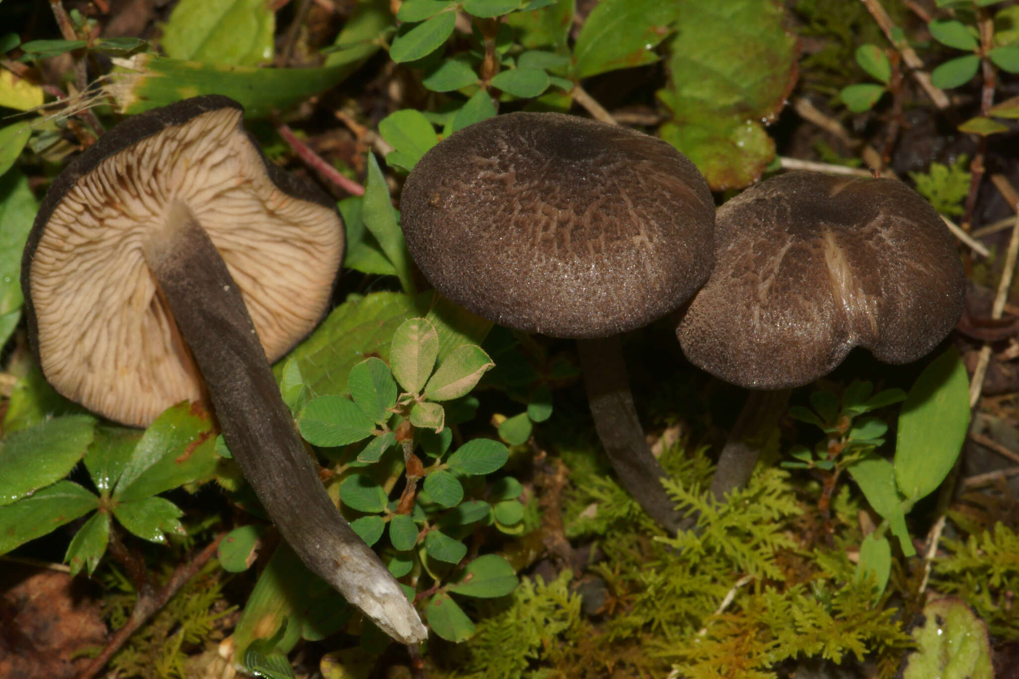 Image of Entoloma formosum (Fr.) Noordel. 1985