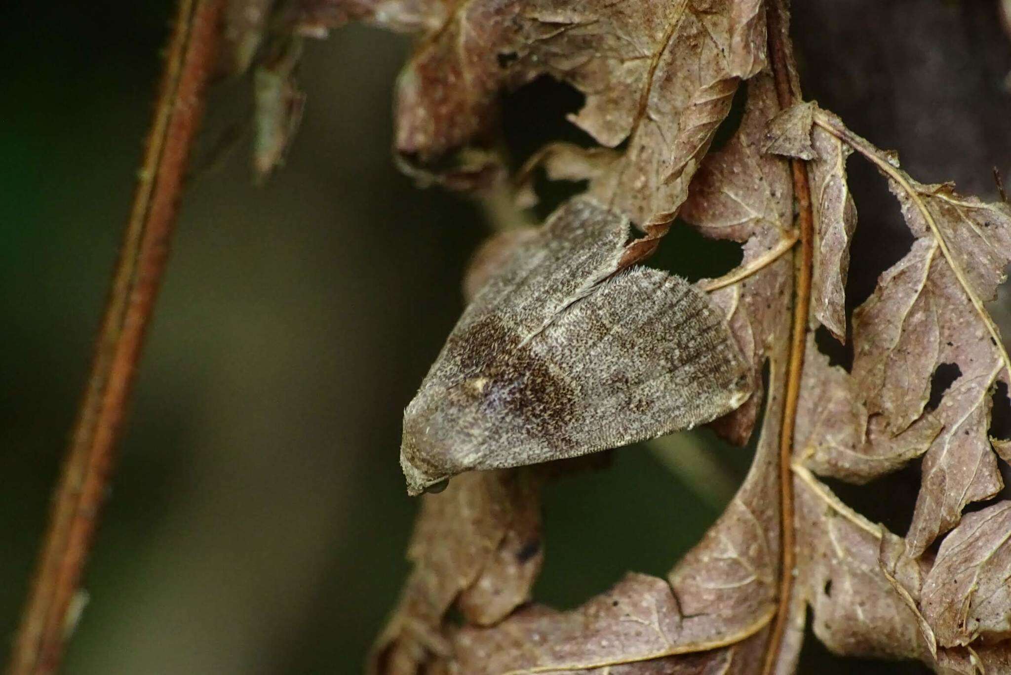 Imagem de Rivula basalis Hampson 1891