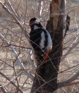 Image of White-winged Woodpecker