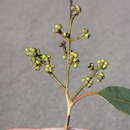 Image of Eucalyptus howittiana F. Müll.