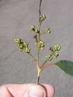 Image of Eucalyptus howittiana F. Müll.