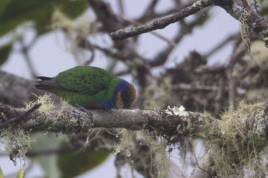 Image of Red-breasted Pygmy Parrot