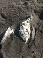 Image of Fluttering Shearwater