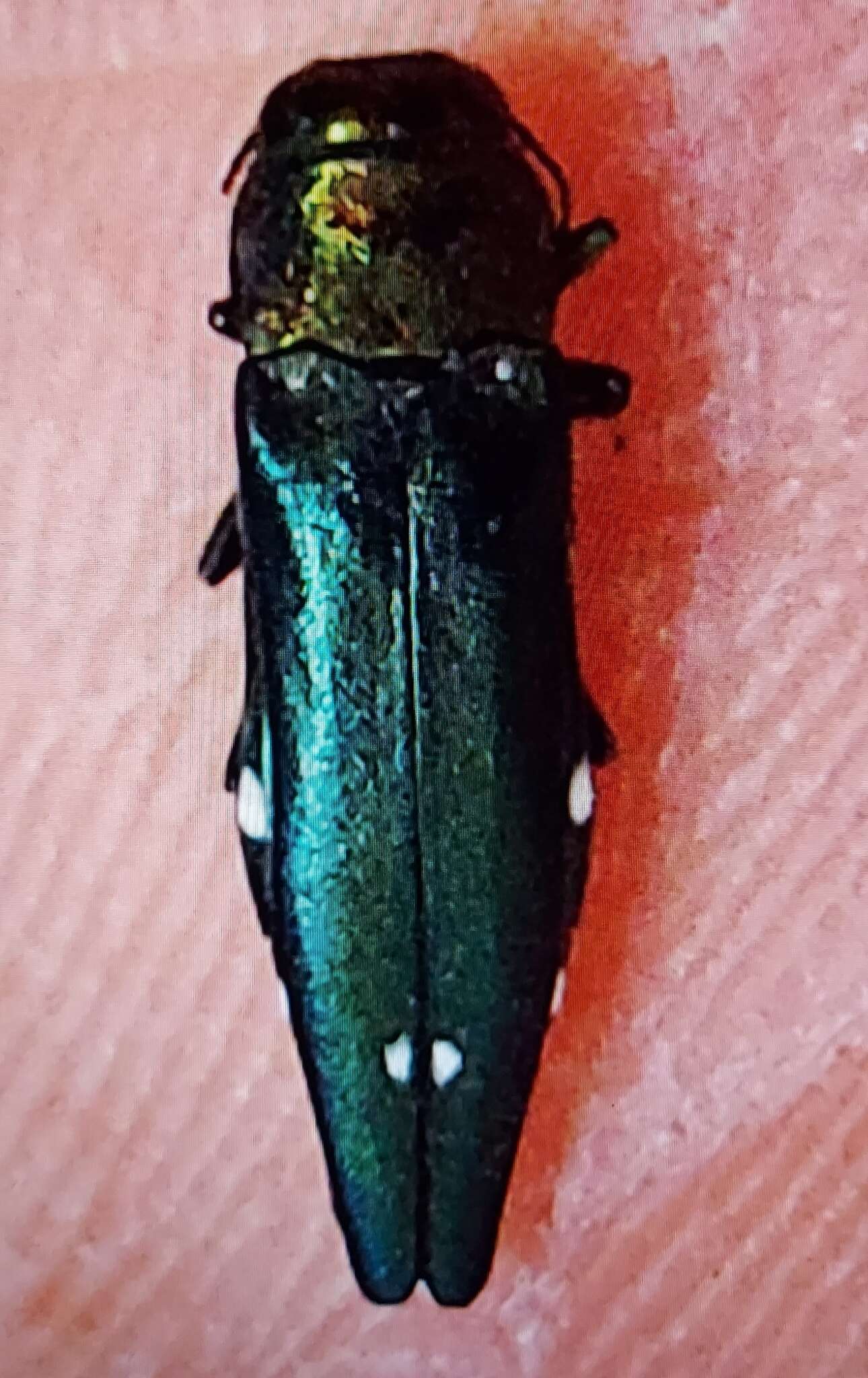 Image of Oak Splendor Beetle