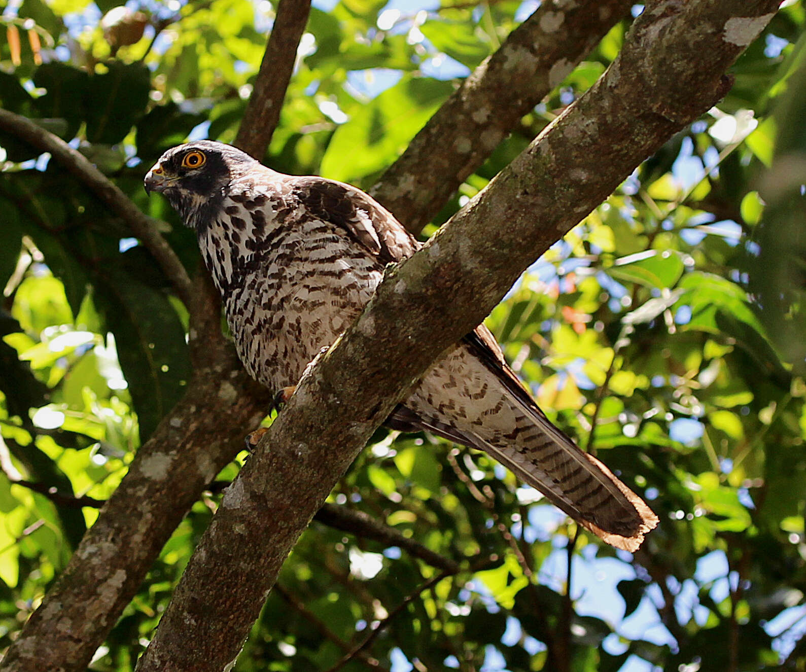 Image of White-bellied Goshawk