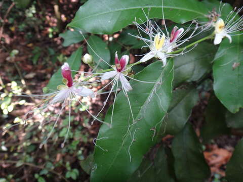 Image of Capparis henryi Matsum.