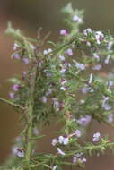 Image of Muraltia acicularis Harv.