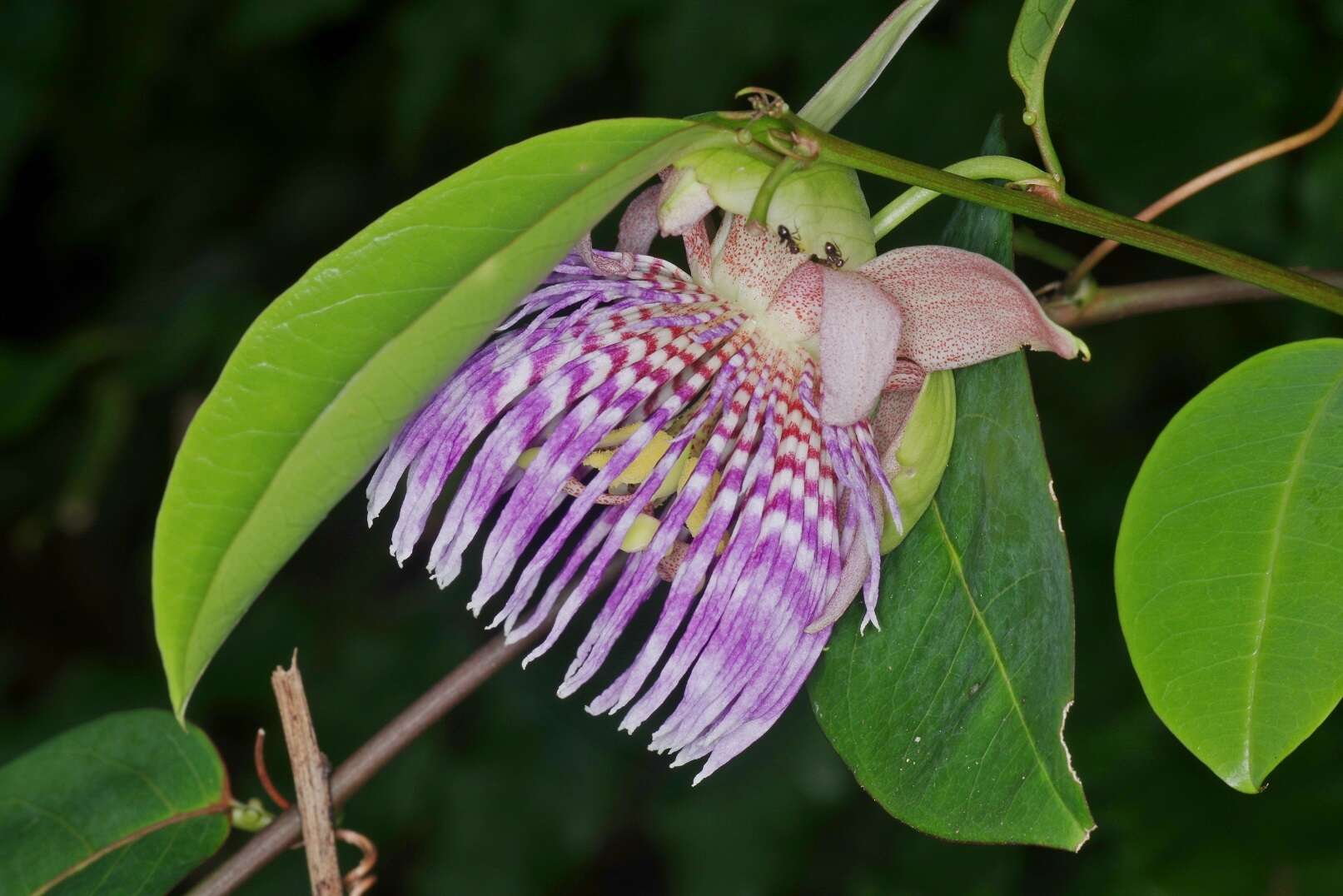 Image de Passiflora laurifolia L.