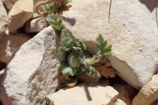 Imagem de Papaver alpinum L.