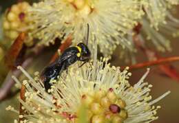 Imagem de Hylaeus primulipictus (Cockerell 1905)