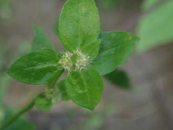 Image of Pacific False Buttonweed